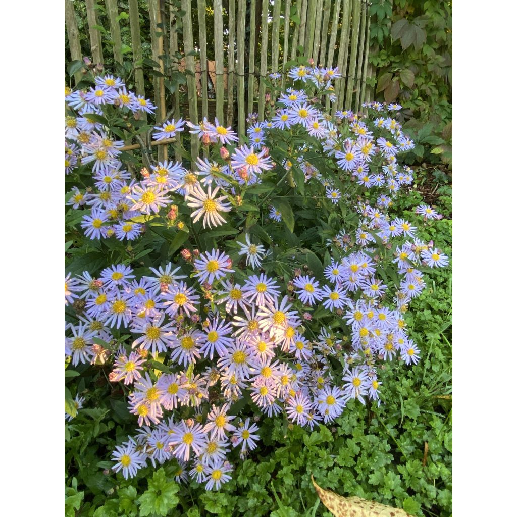 Aster ageratoides Asran - Aster grand d'automne