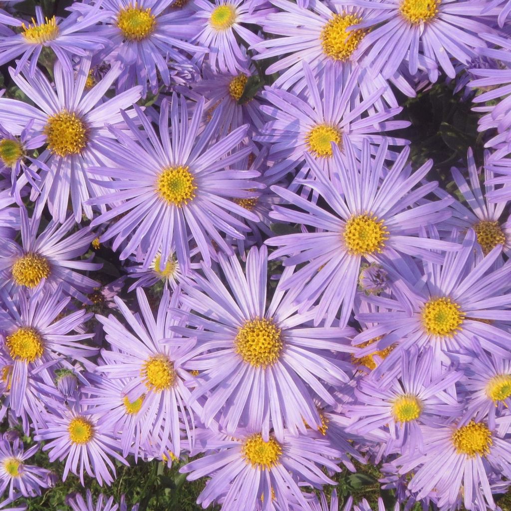 Aster amellus King George - Oeil du Christ