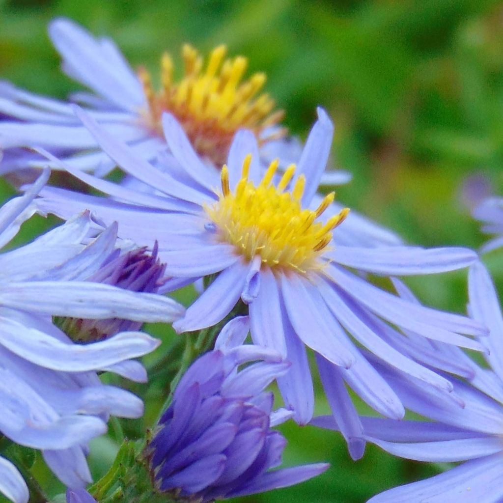 Aster dumosus Prof. Anton Kippenberg