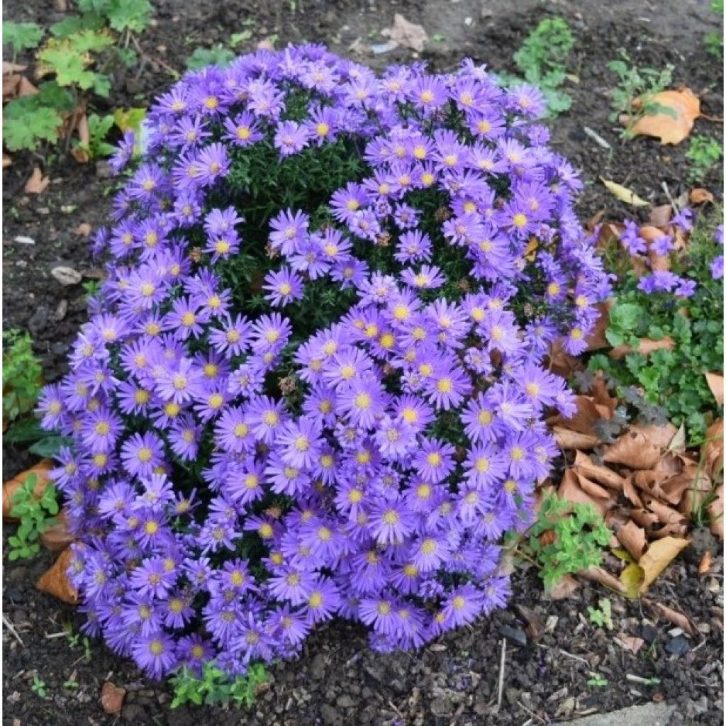 Aster dumosus Samoa - Aster nain d'automne