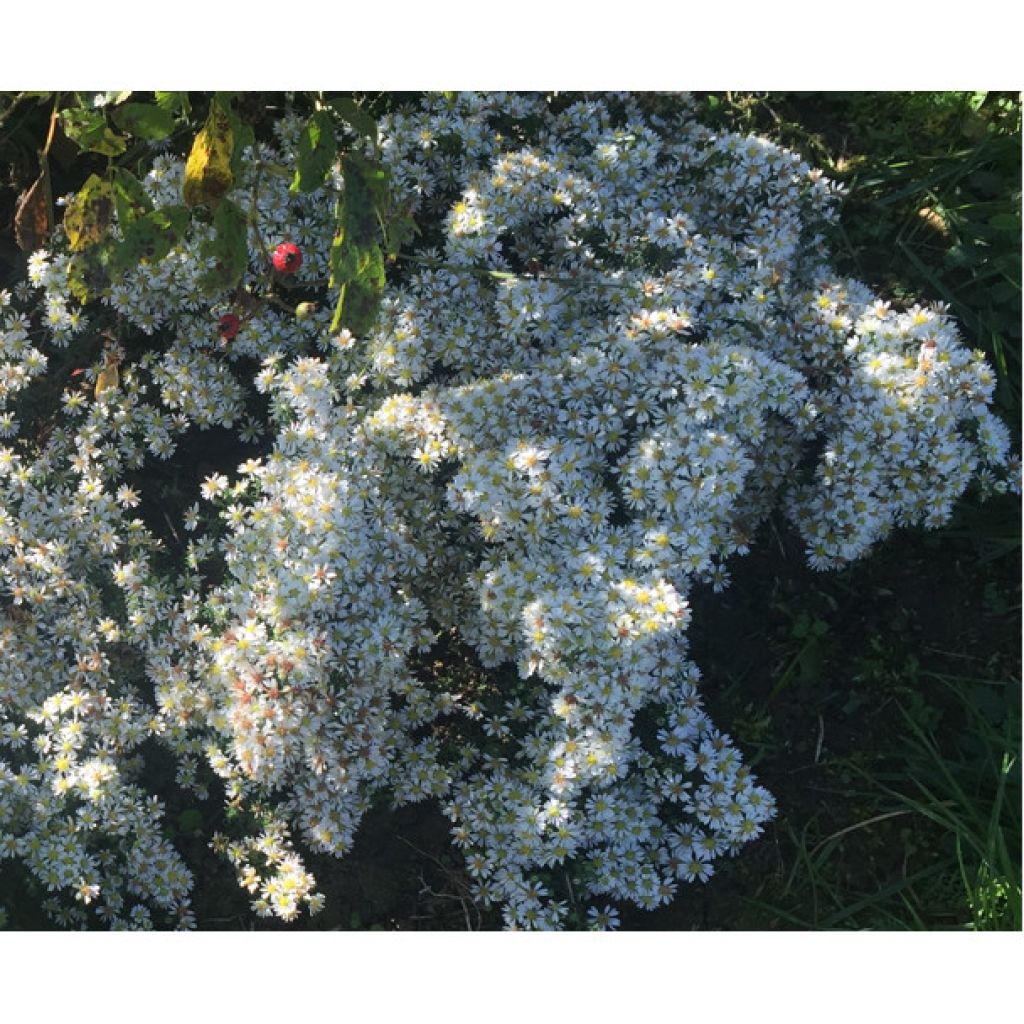 Aster ericoïdes f. prostratus Snow Flurry - Aster fausse-bruyère