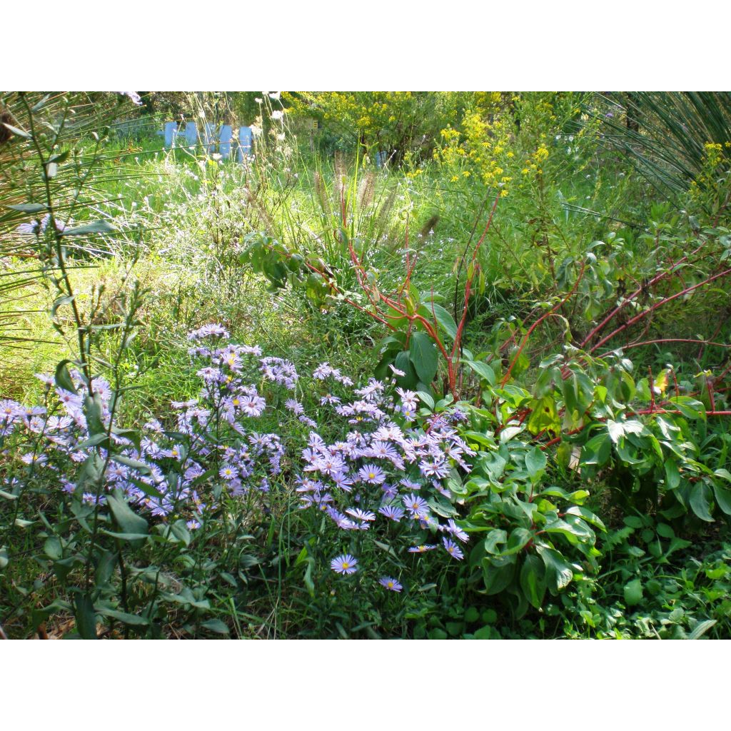 Aster laevis Calliope - Aster géant d'automne