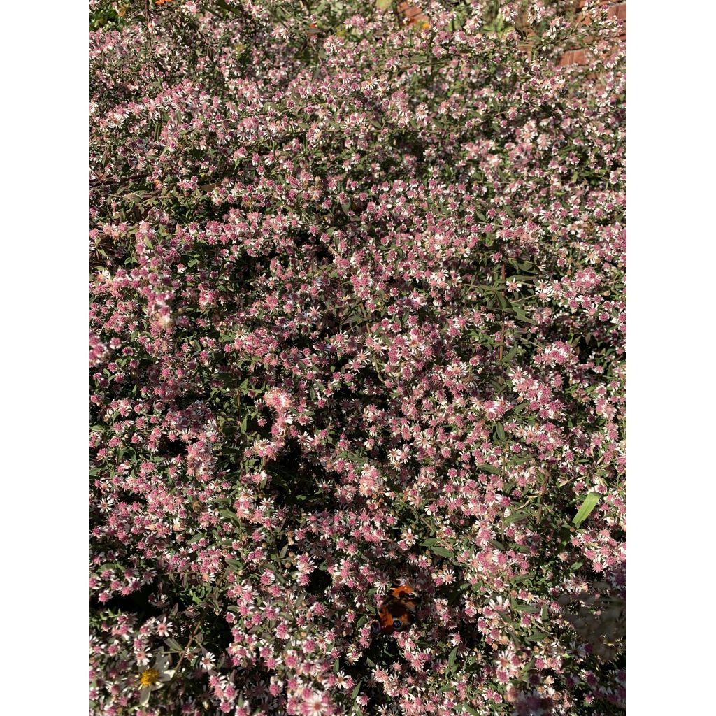 Aster lateriflorus Lady In Black