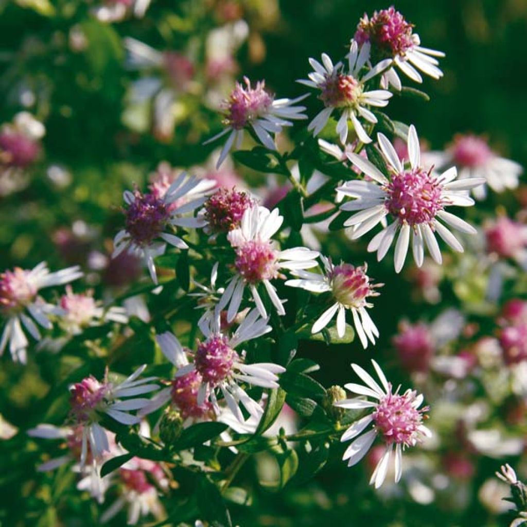 Aster lateriflorus Lady In Black