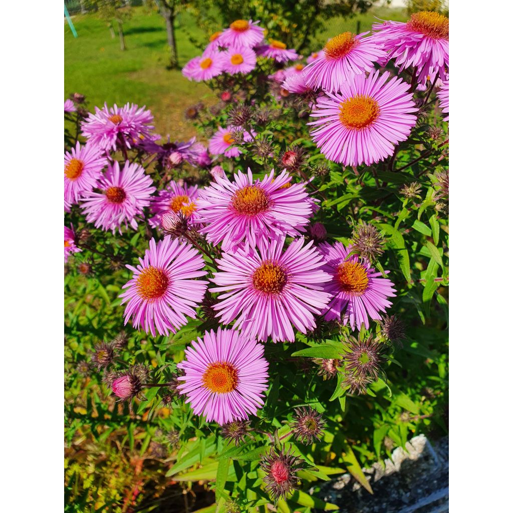 Aster novae-angliae Barr's Pink - Grand aster d'automne