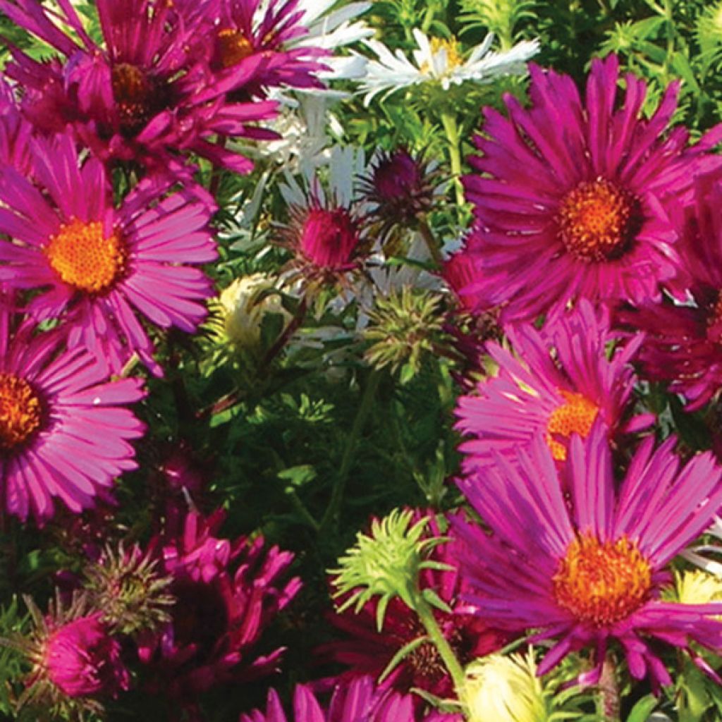 Aster novae-angliae Septemberrubin - Septembre rouge