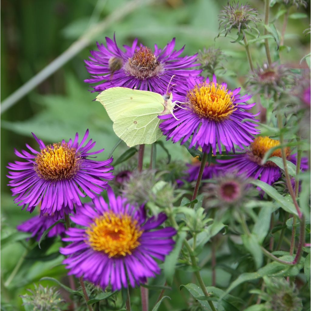 Aster novae-angliae Violetta - Aster grand d’automne