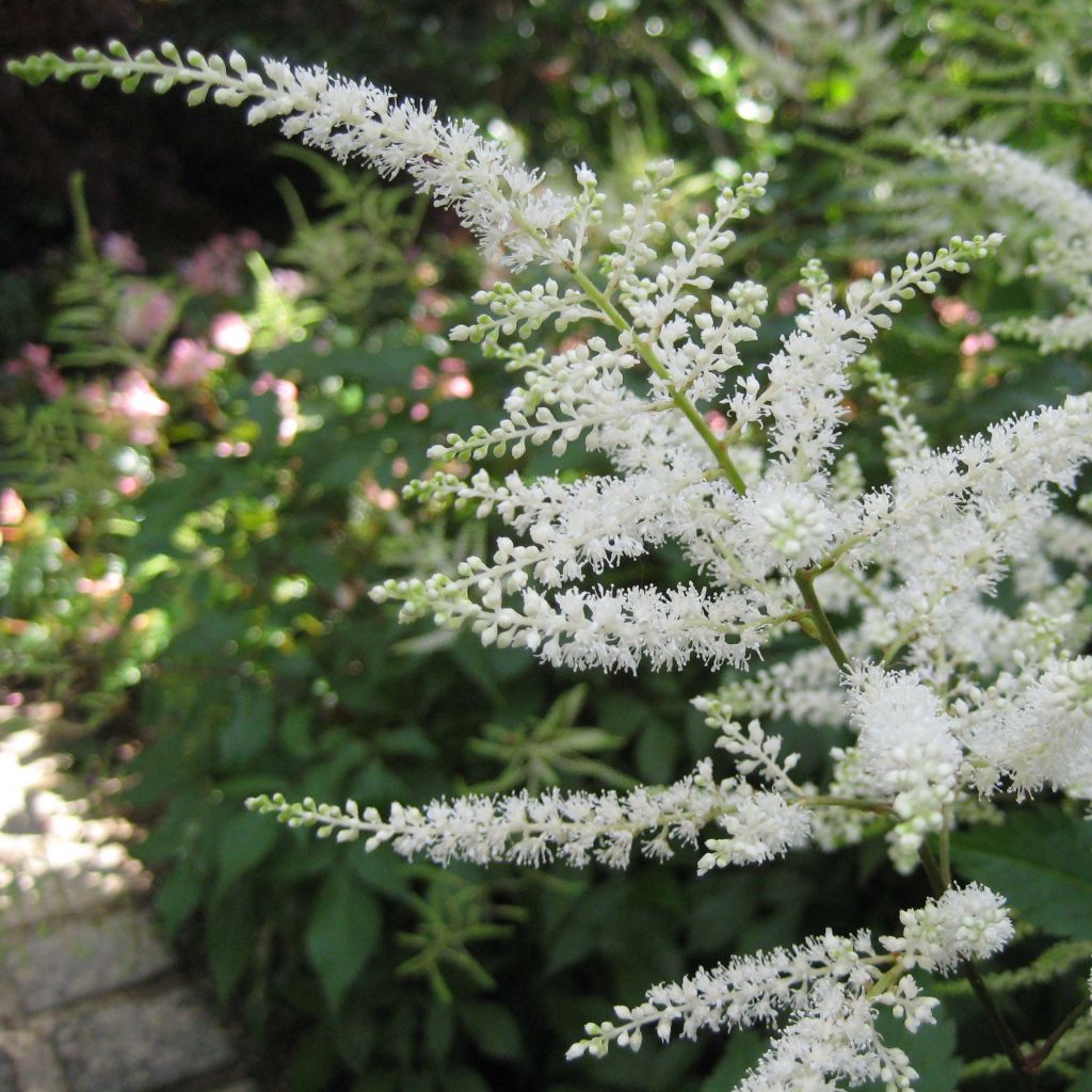 Astilbe Washington