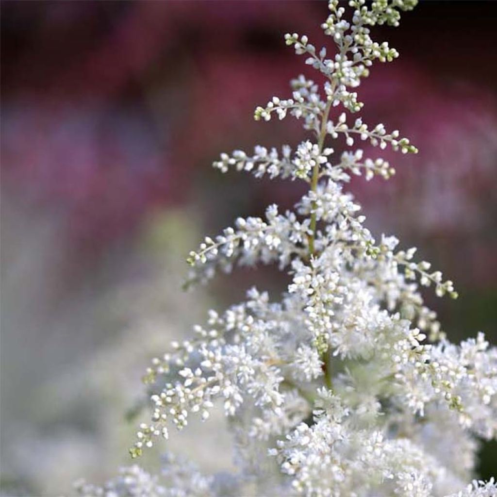 Astilbe Washington