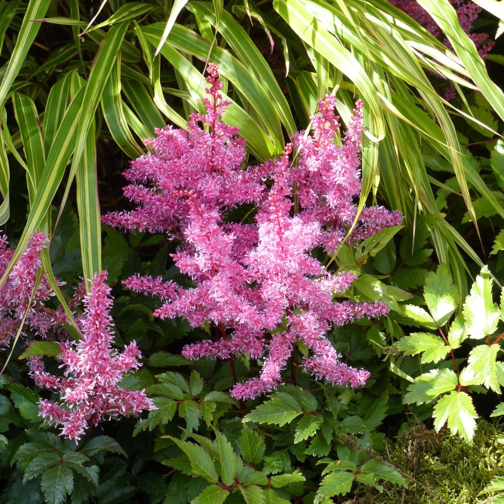 Astilbe Younique® Red (Ruby Red)