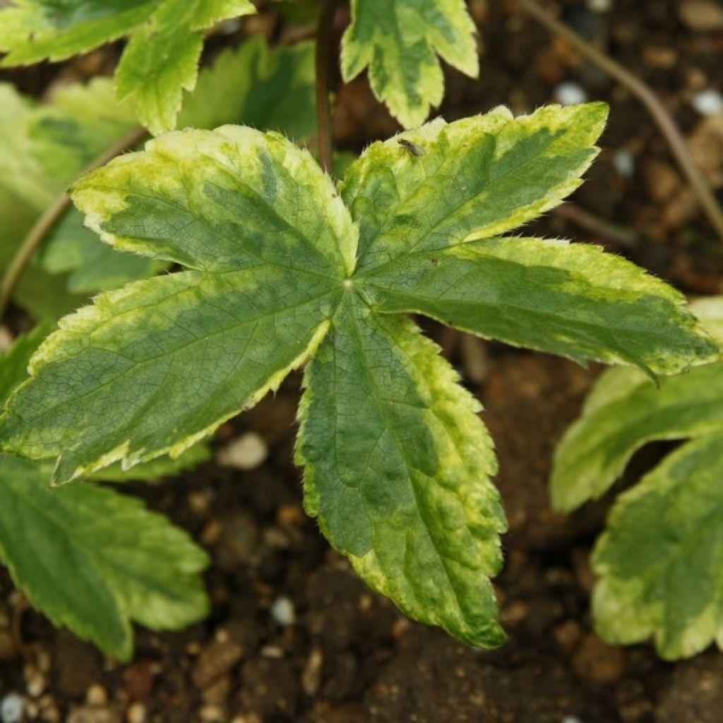 Astrance - Astrantia major Sunningdale Variegated