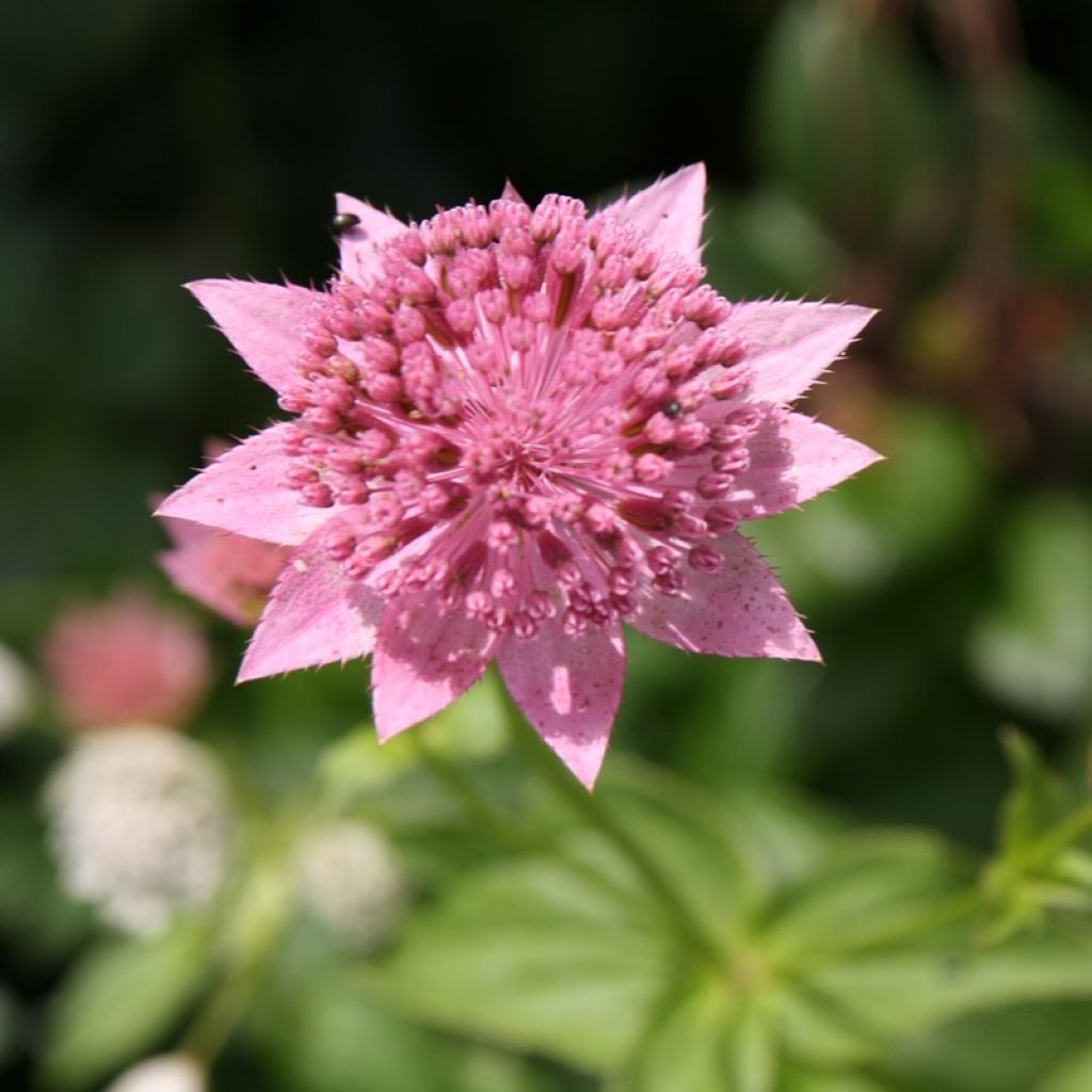 Astrance - Astrantia maxima