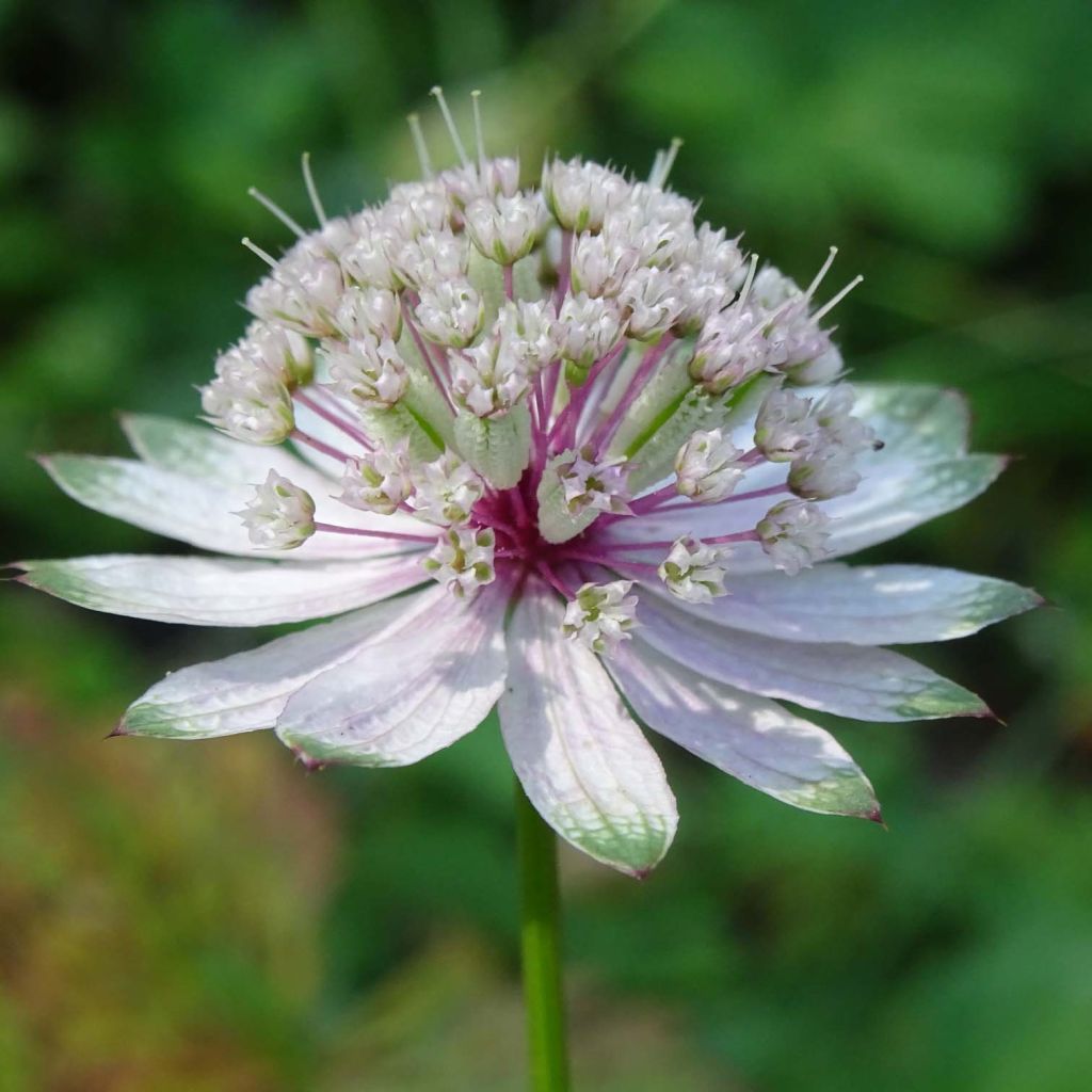 Astrantia major - Grande Astrance 