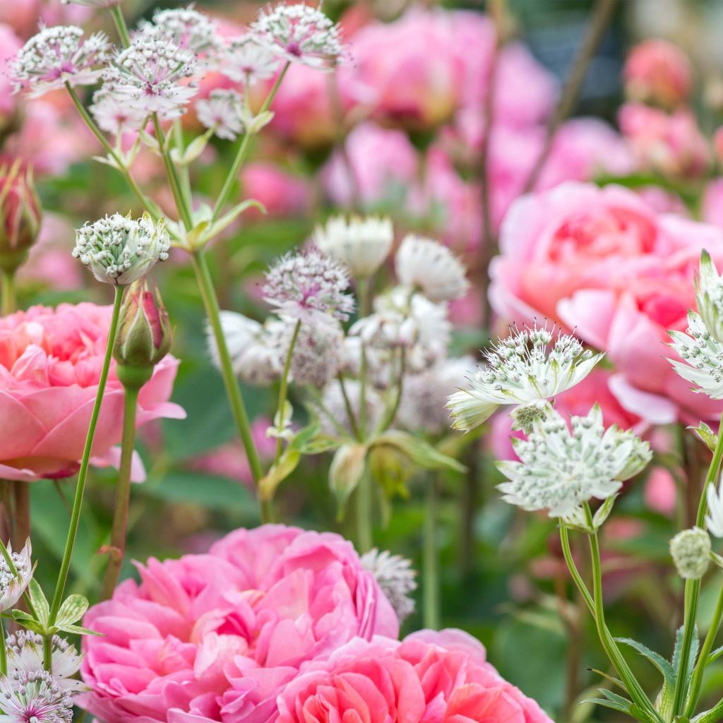 Astrantia major - Grande Astrance 