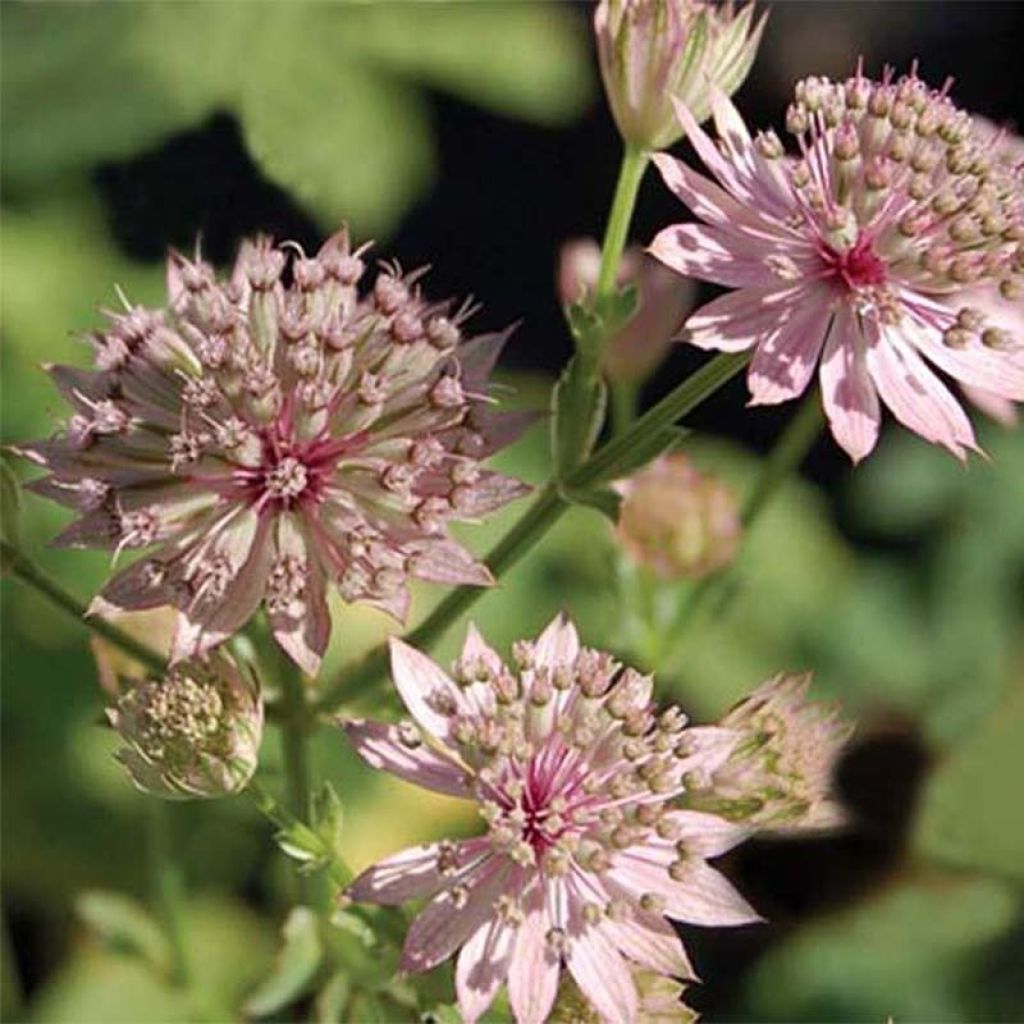 Astrance - Astrantia major Primadonna