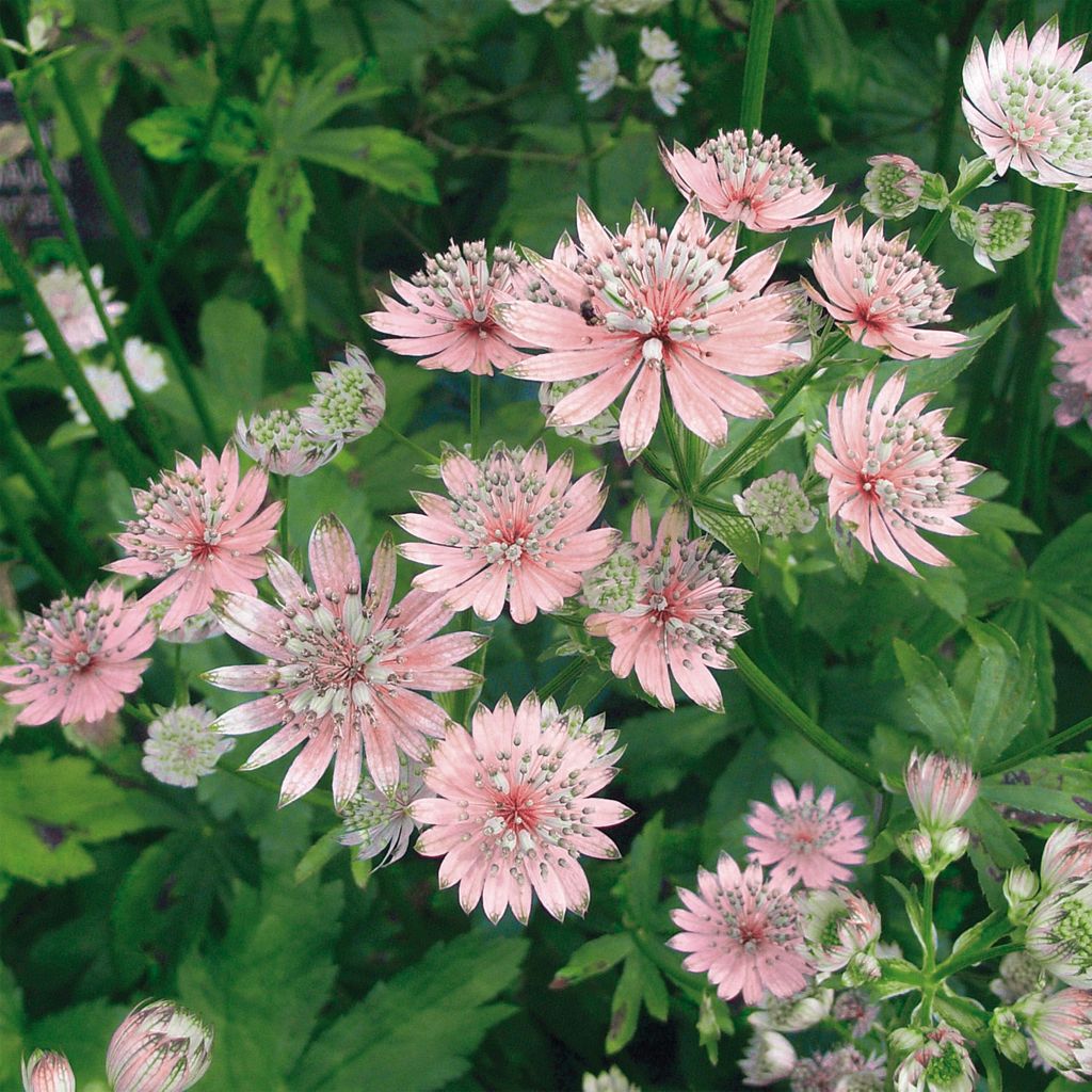 Astrance - Astrantia major Rosea