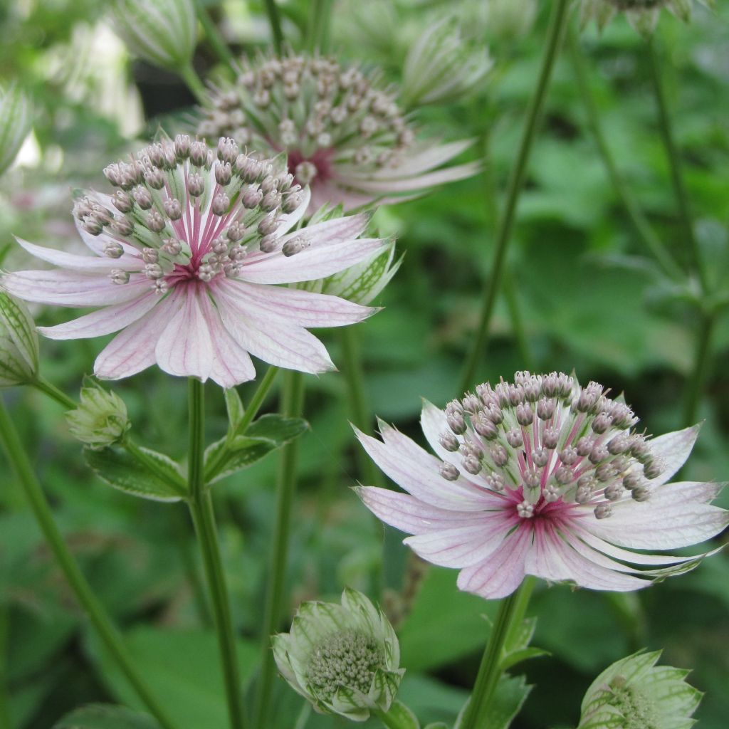 Astrance - Astrantia major Rosea