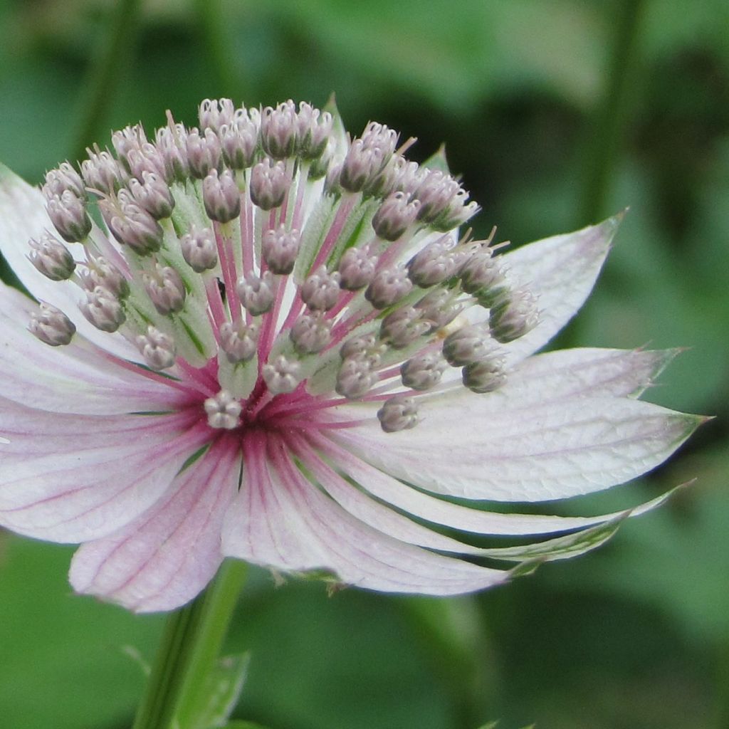 Astrance - Astrantia major Rosea