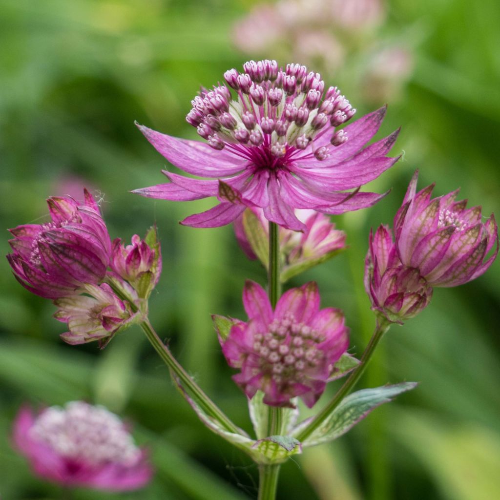 Astrance - Astrantia major Ruby Cloud