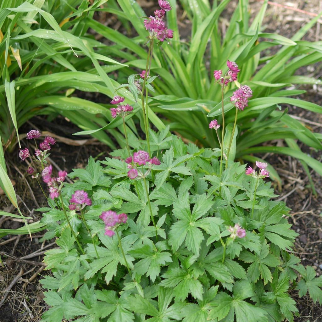 Astrance - Astrantia major Ruby Cloud