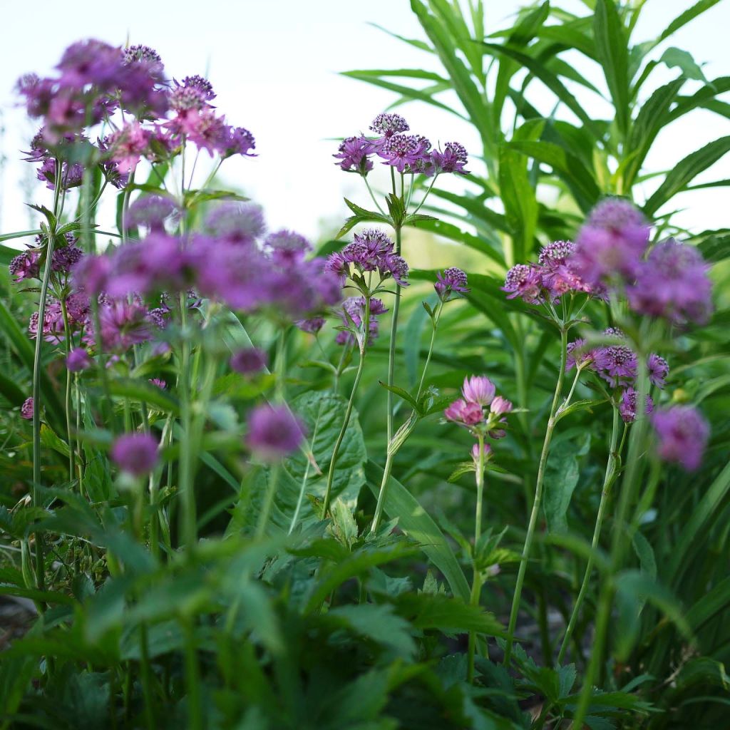 Astrance - Astrantia major Ruby Cloud