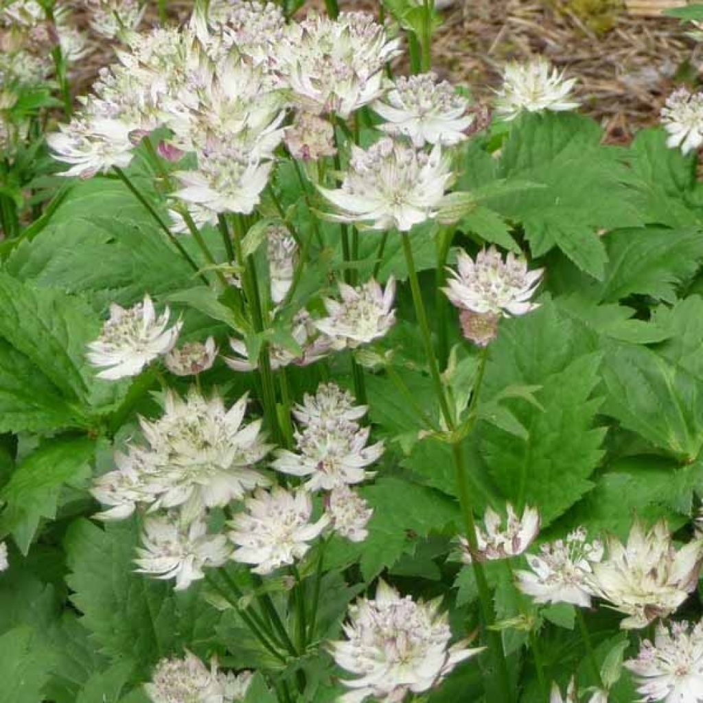 Astrance - Astrantia major Shaggy