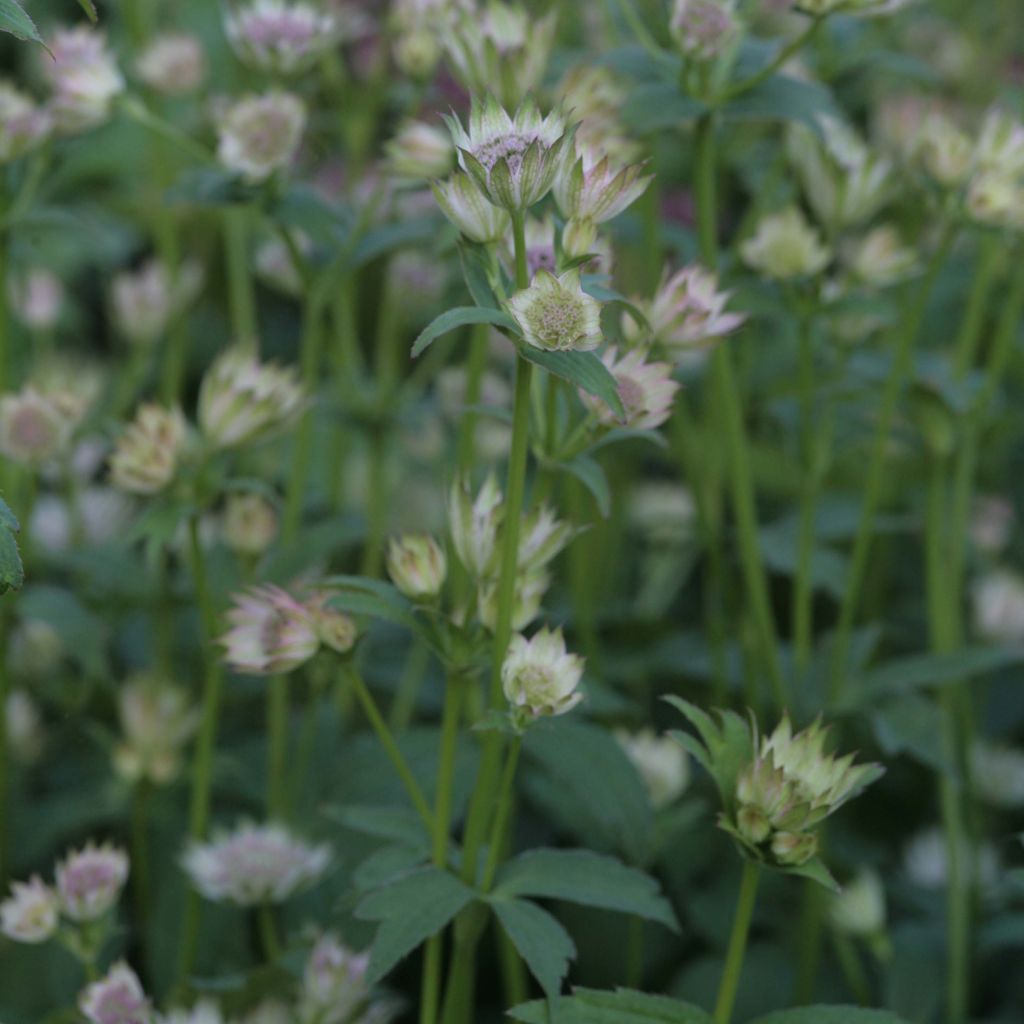 Astrance - Astrantia major Shaggy