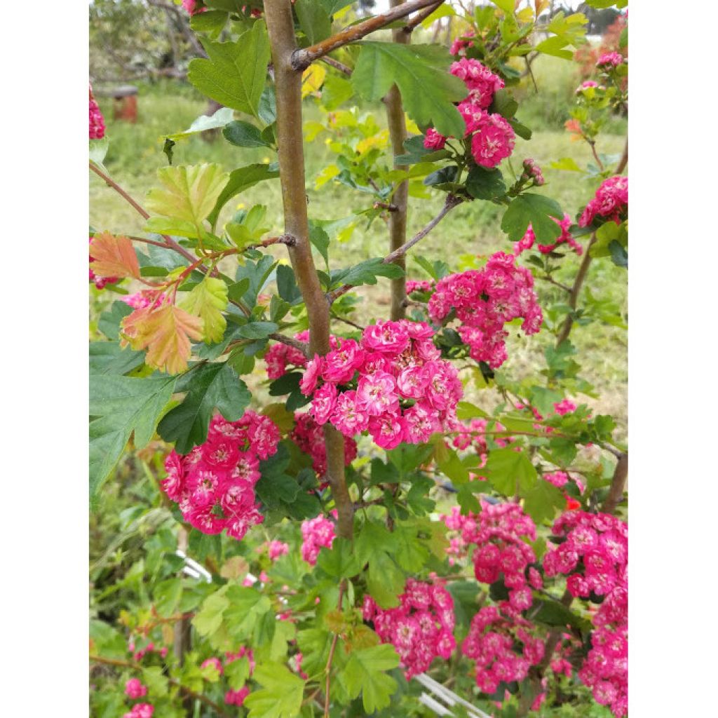 Aubépine - Crataegus laevigata Paul's Scarlet