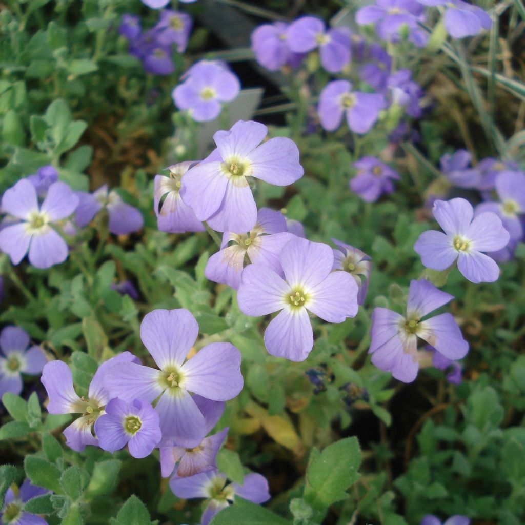 Aubriète bleue - Aubrieta Cascade Blue