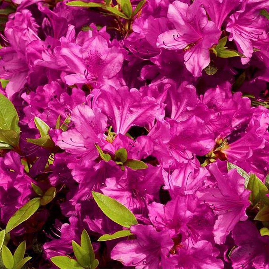 Azalée du Japon Purple Splendor - Rhododendron hybride