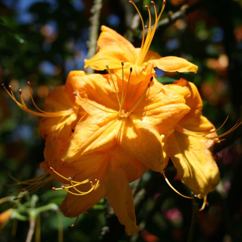 Azalée de Chine Klondyke - Azalea mollis