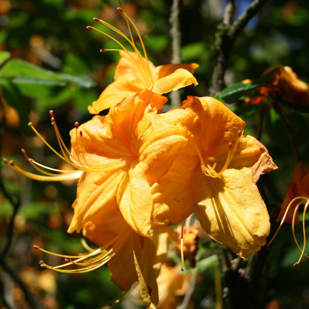 Azalée de Chine Klondyke - Azalea mollis