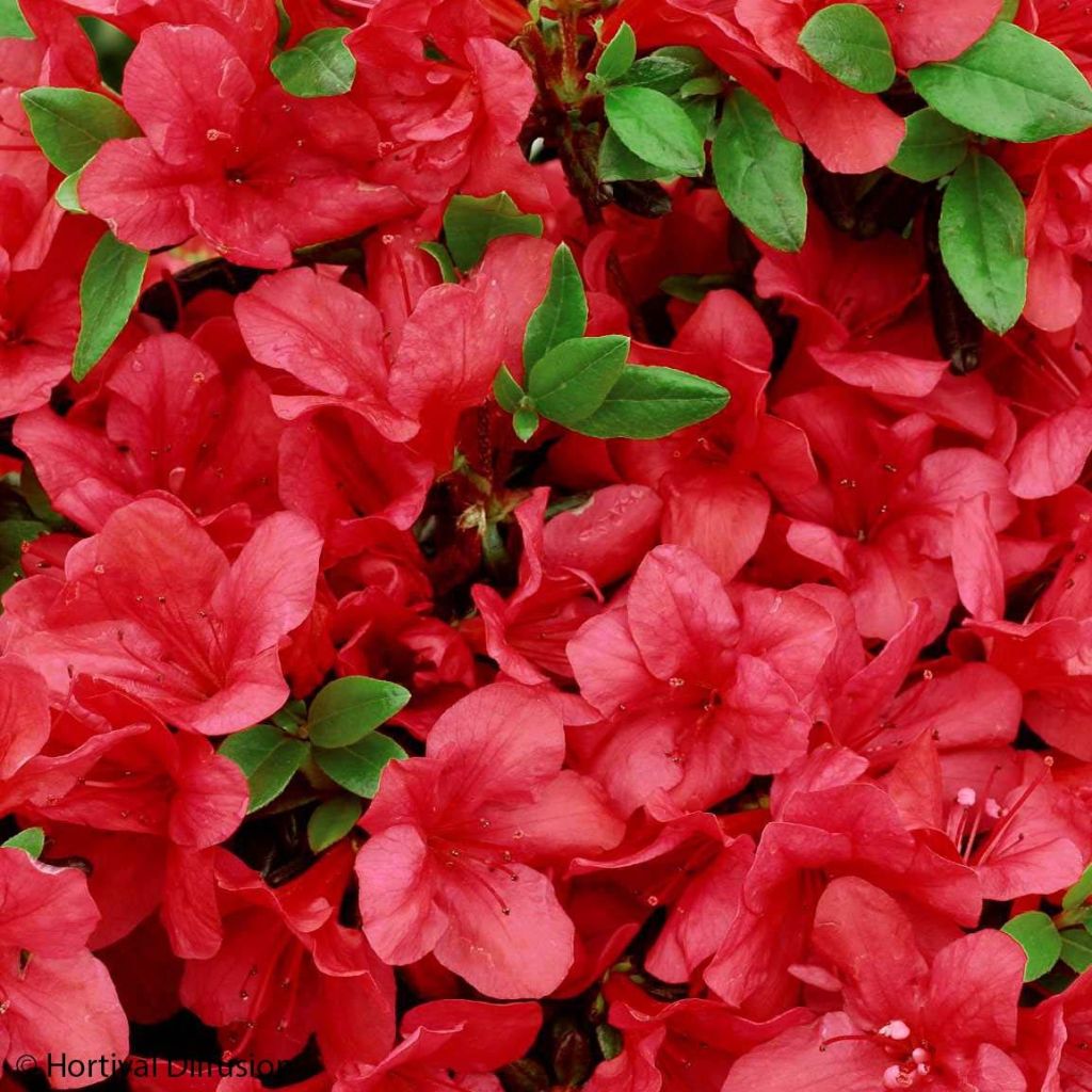 Azalée japonaise - Azalea japonica Manuska