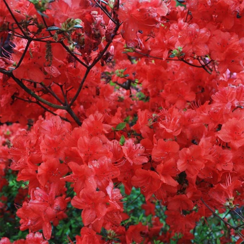 Azalée japonaise - Azalea japonica Stewartstonian