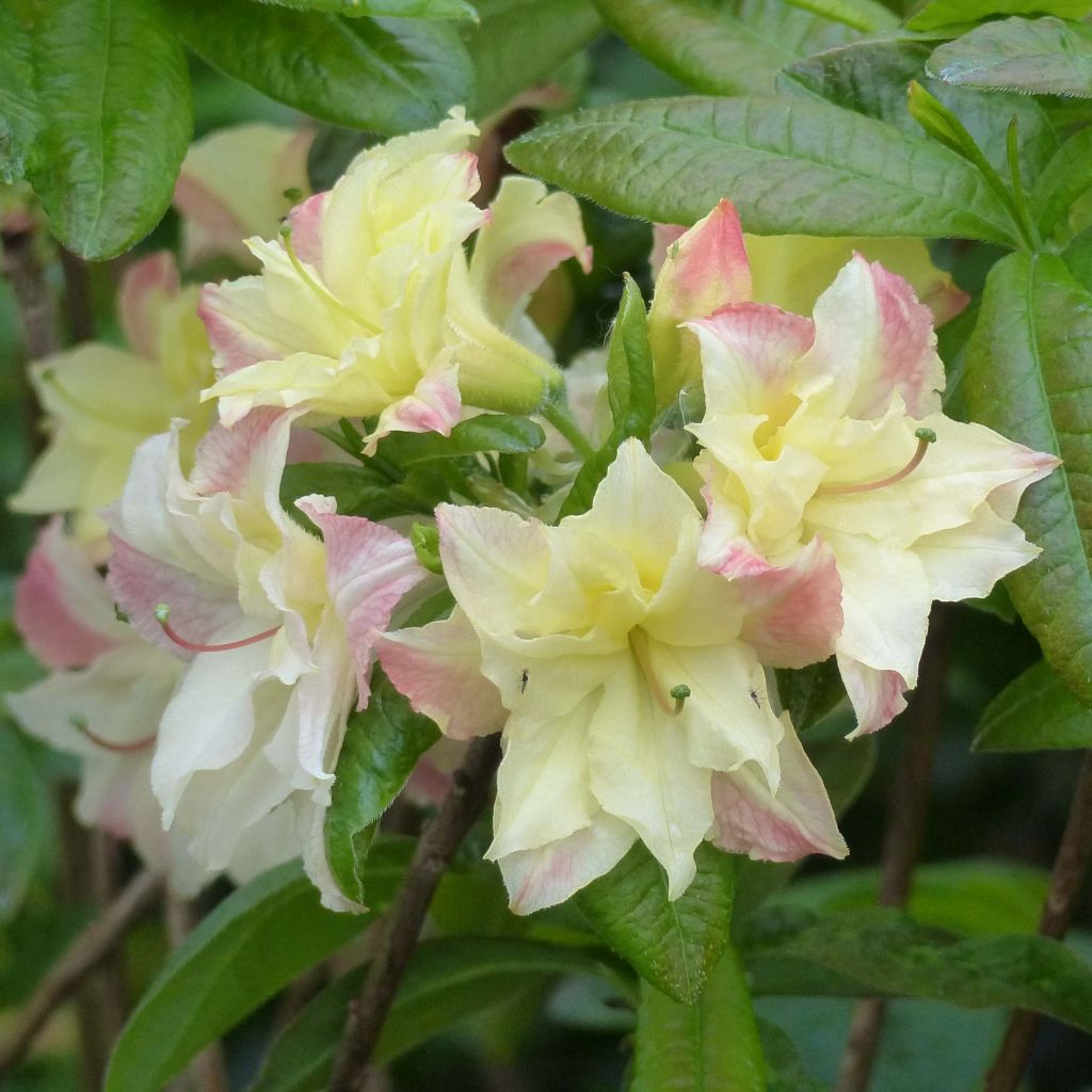 Azalée de Chine Cannon's Double - Rhododendron hybride