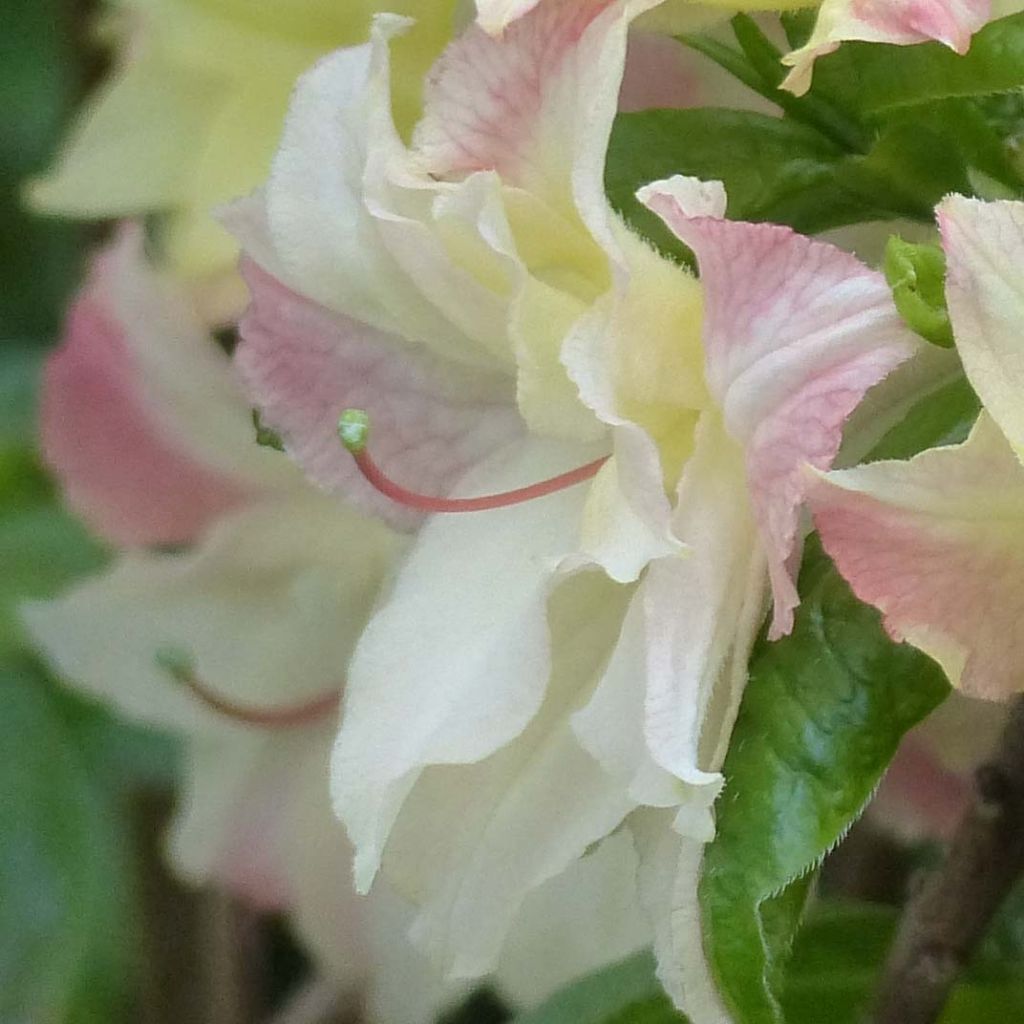 Azalée de Chine Cannon's Double - Rhododendron hybride