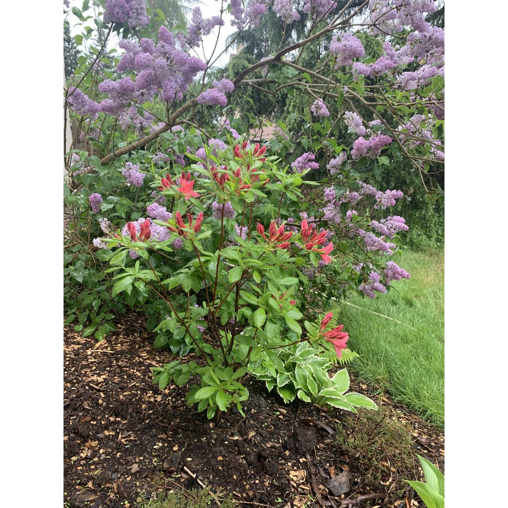 Azalée de Chine Jolie Madame - Rhododendron hybride