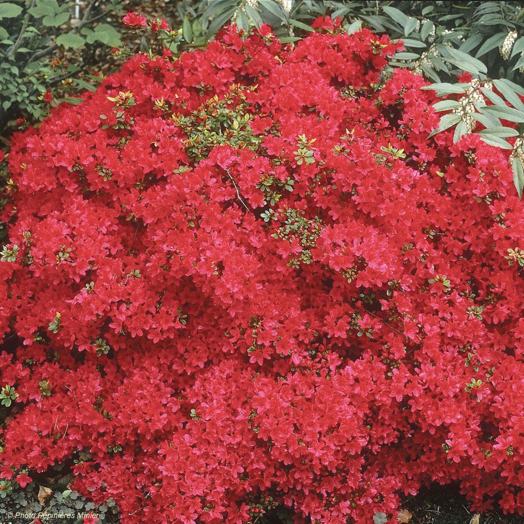 Azalée du Japon Hino-Crimson - Rhododendron hybride