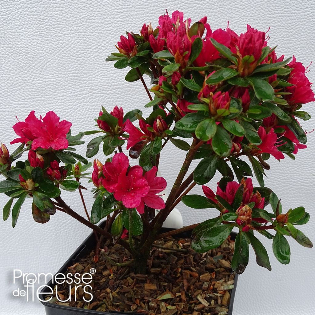 Azalée du Japon Hino-Crimson - Rhododendron hybride