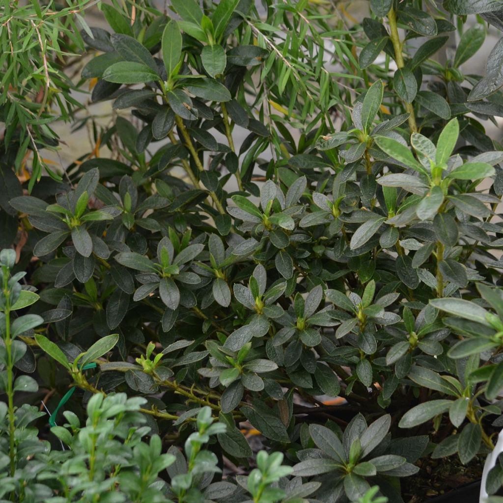 Azalée du Japon Ho Oden - Rhododendron hybride