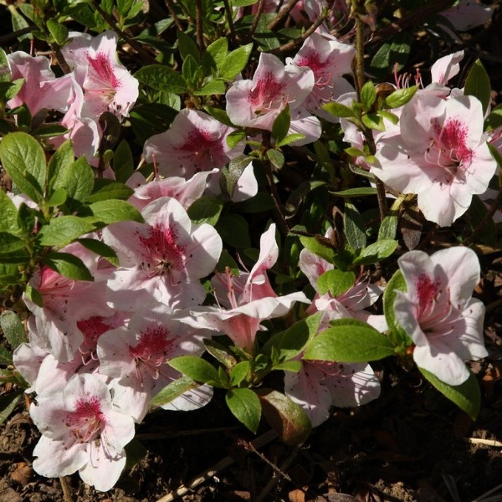 Azalée du Japon Ho Oden - Rhododendron hybride