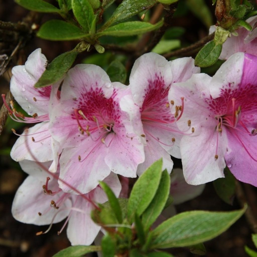 Azalée du Japon Ho Oden - Rhododendron hybride