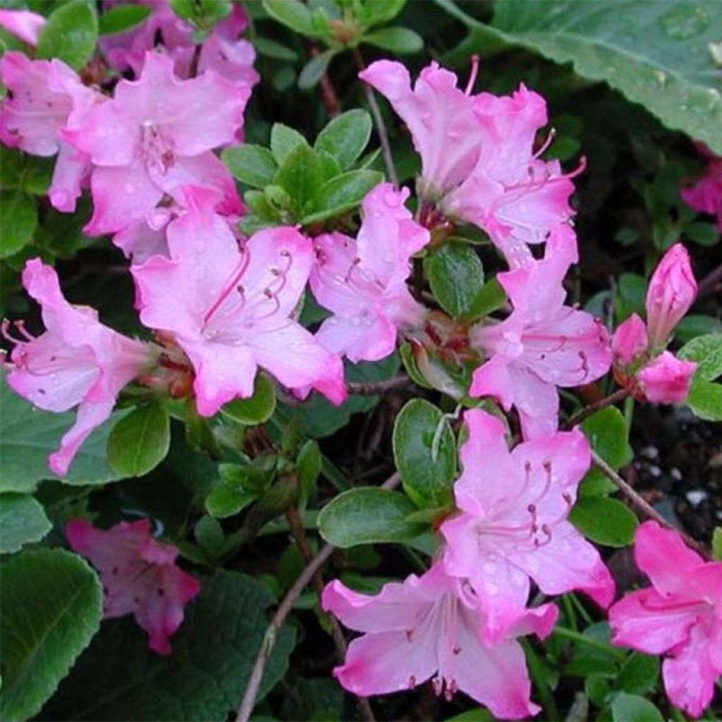 Azalée du Japon Komo Kulshan - Rhododendron kiusianum
