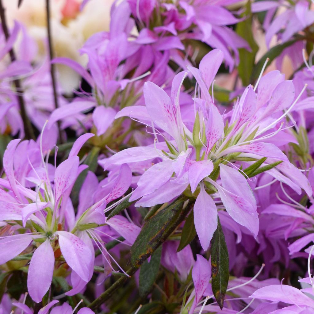 Azalée du Japon Koromo Shikibu - Rhododendron hybride