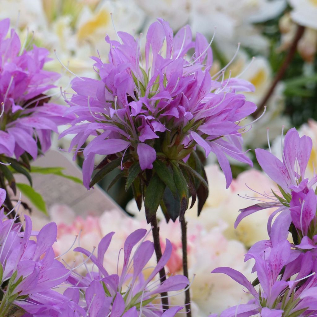 Azalée du Japon Koromo Shikibu - Rhododendron hybride