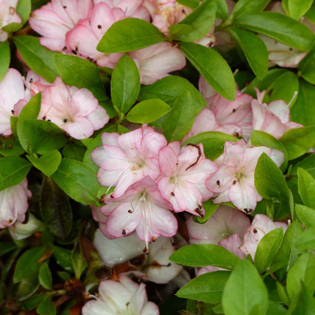 Azalée du Japon Peggy Ann - Rhododendron kaempferi