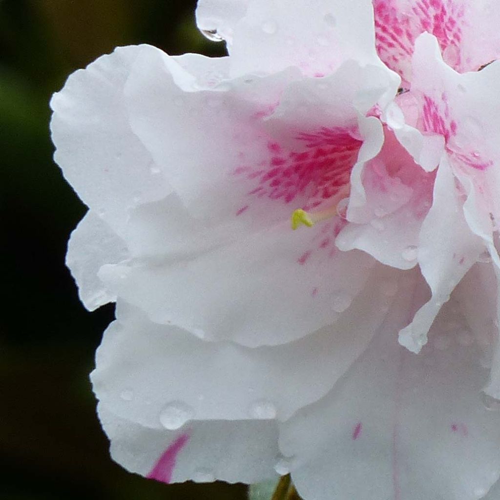 Azalée du Japon White Prince - Rhododendron hybride