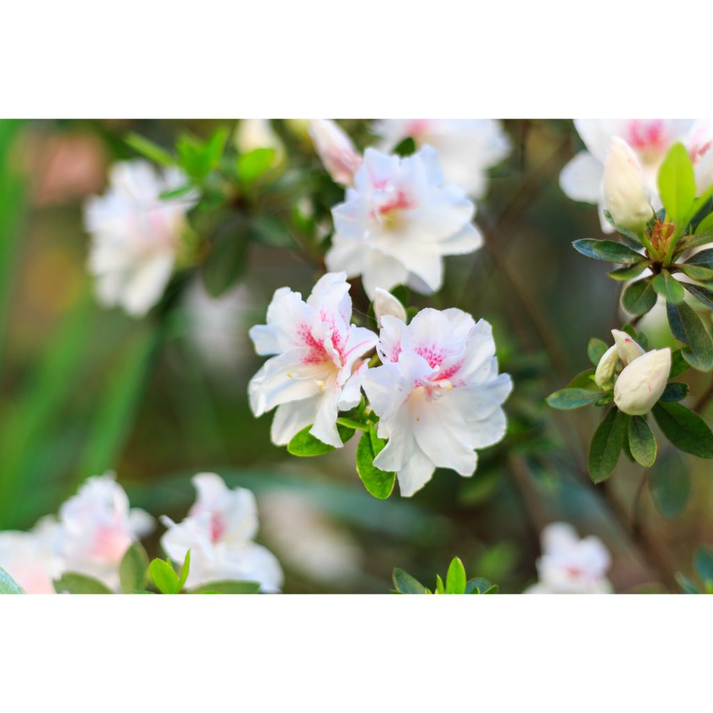 Azalée du Japon White Prince - Rhododendron hybride