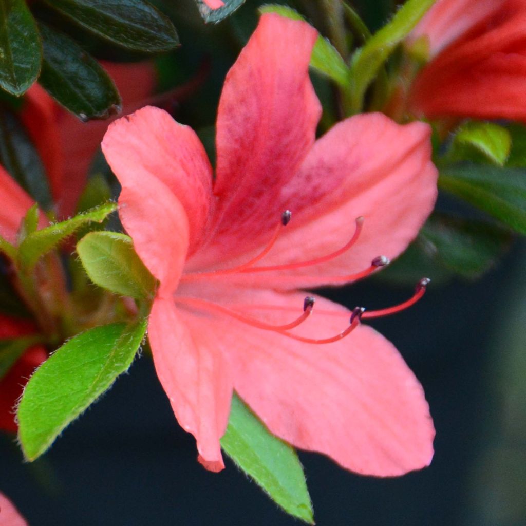 Azalée japonaise Tamanini - Rhododendron hybride