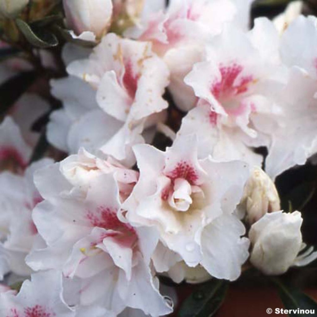 Azalée du Japon White Prince - Rhododendron hybride
